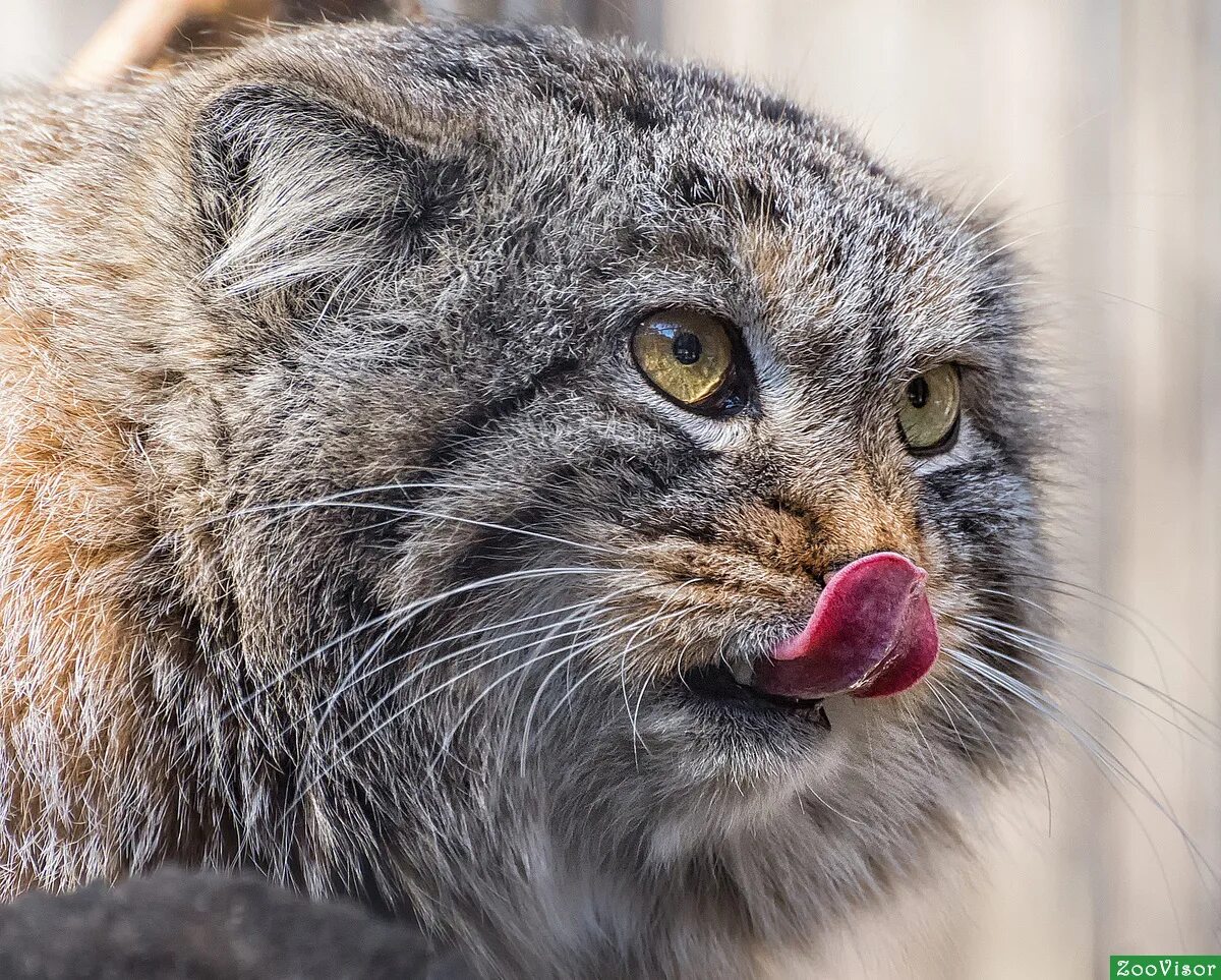 манул кот кошки с большими ушами. манул забайкальский дикий кот. зрачки манула. кот манул злой. кот манул.