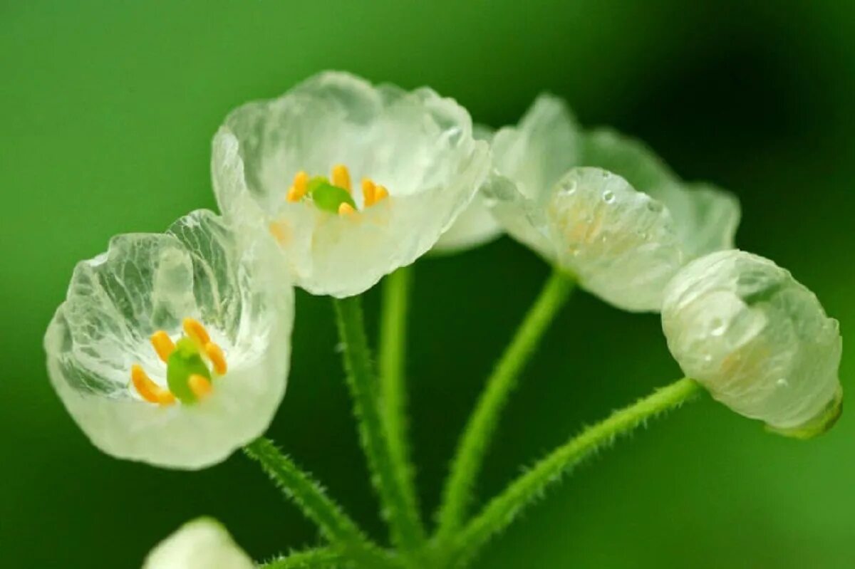 Двулистник (skeleton flower). Цветок с прозрачными лепестками. Прозрачные цветы акварелью. Двулистник зонтичный. Двулистник грея цветок.