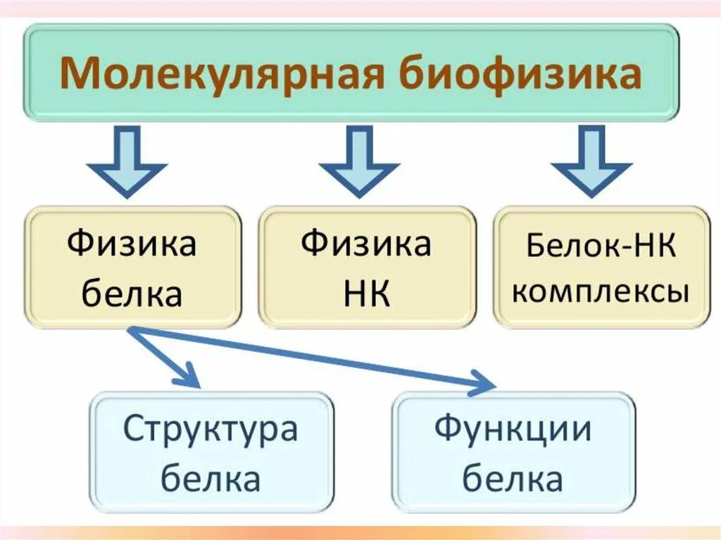 Биофизика сайт. Молекулярная биофизика. Что изучает биофизика. Разделы биофизики. Что изучает молекулярная биофизика.