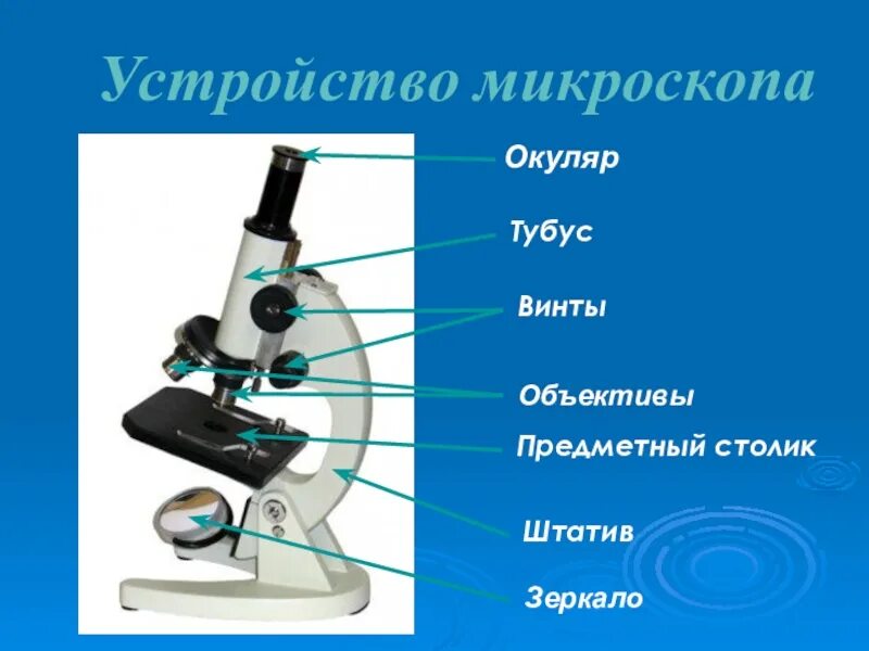 Микроскоп прибор для изучения. Увеличительные приборы 5 класс биология микроскоп. биология 5 кл строение микроскопа. окуляр микроскопа строение микроскопа. микроскоп тубус окуляр объектив.