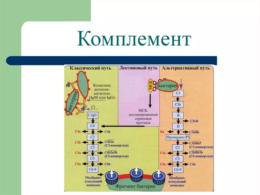 Комплемент комплемента иммунология. Система комплемента иммунология пути. Классический путь активации комплемента. Белки системы комплемента биохимия.