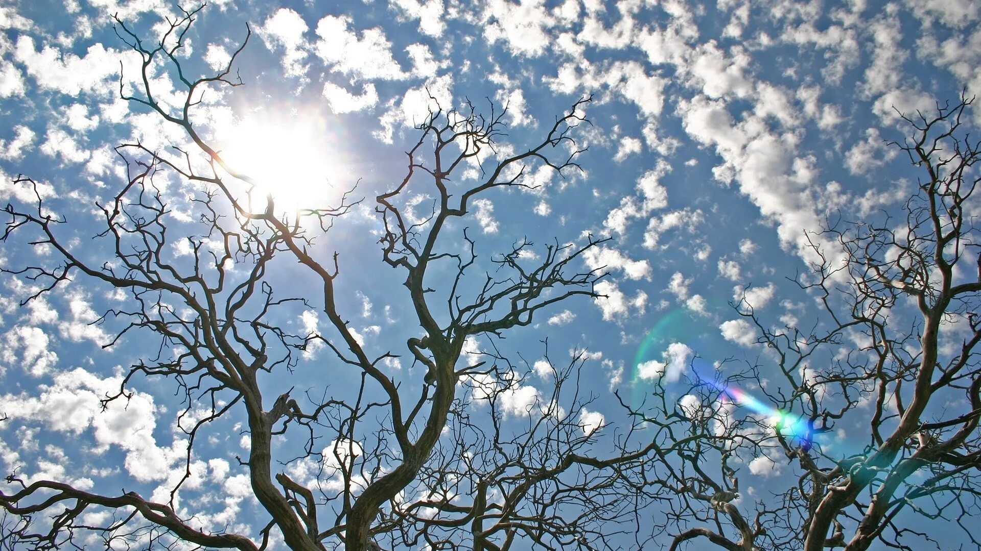 Природа обновилась. Весеннее небо. Дерево на фоне неба.