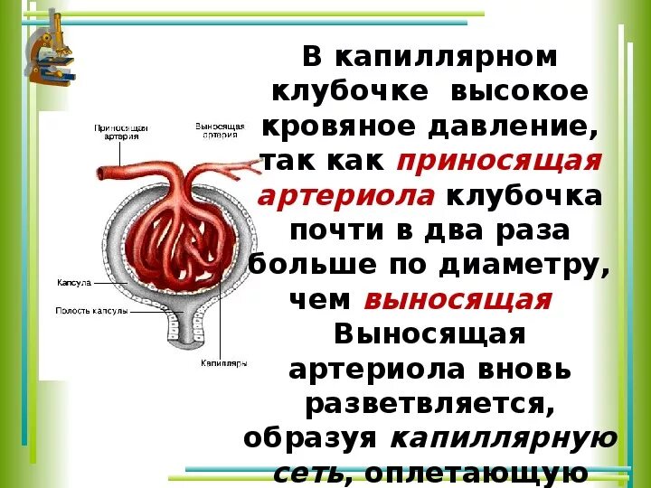 В капиллярном клубочке какая кровь. Строение нефрона. Высокое давление в капиллярном клубочке. Давление в капиллярах почечного клубочка. Капиллярный клубочек почки.