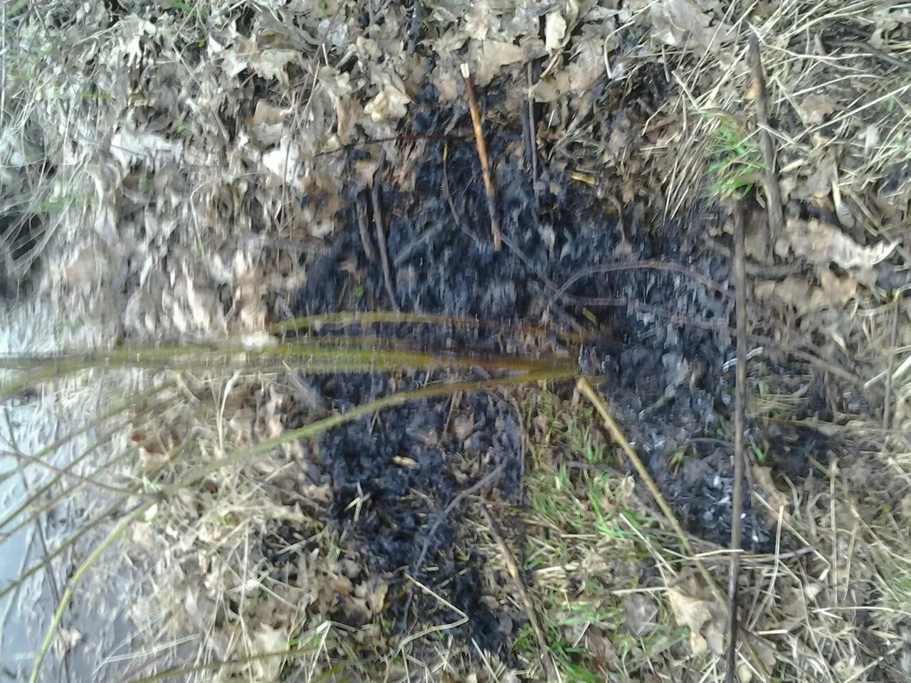 змея черноголовый полоз. детеныш ужа змеи. уж колхидский natrix megalocephala. уж спас. обыкновенный уж natrix natrix.