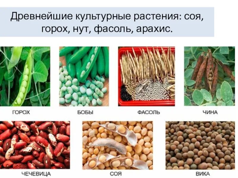 Боб сои является плодом. Зернобобовые растения. зерновые и зернобобовые культуры. зернобобовые культуры растения. разновидности бобовых культур.