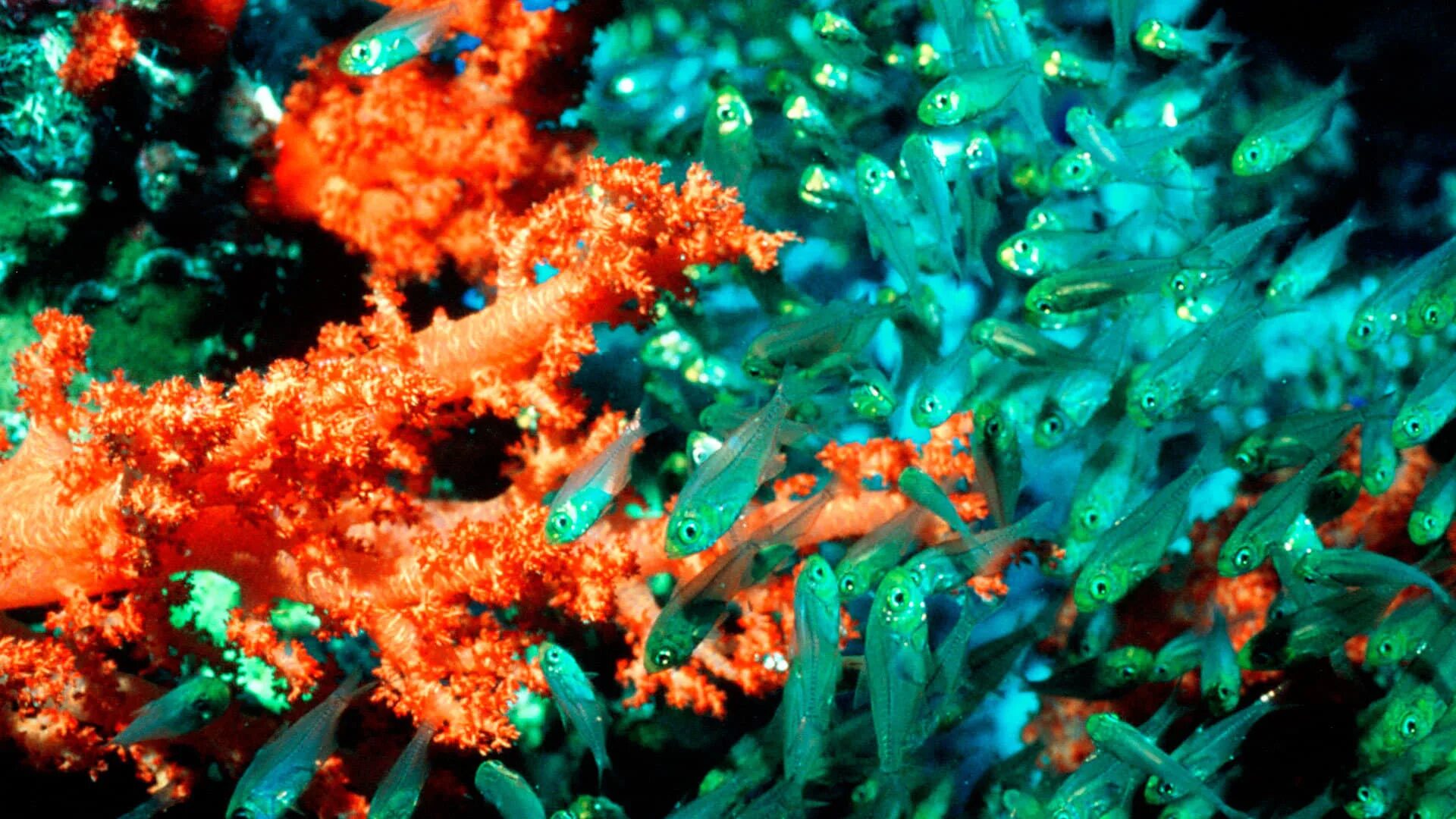 Coral 6. Коралловая гаррупа. Обитатели кораллового моря. Голубая Планета коралловые моря. Коралловый сад.