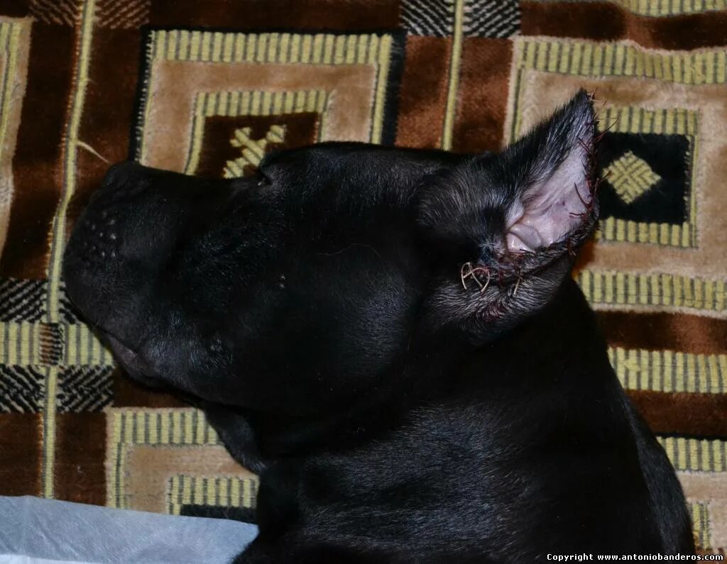 швы после купирования ушей. доберман уши купируют. доберман уши купируют. купирование ушей у добермана. кане корсо купированные уши.