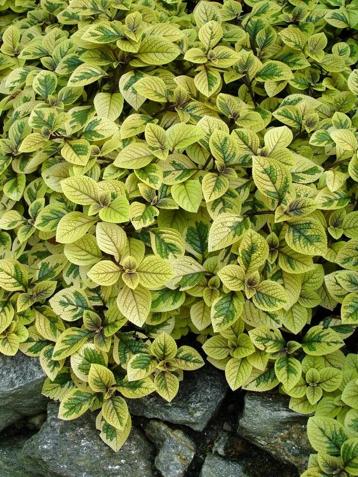 Плектрантус эртендаля. Плектрантус золото трои. Плектрантус колеусовидный. Плектрантус голден. Плектрантус troy's gold.