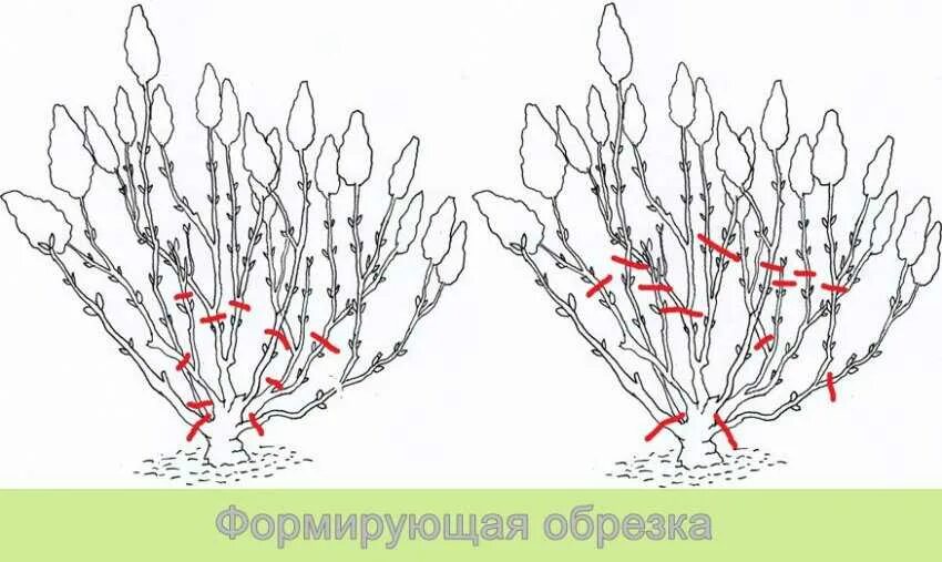 Формировка гортензии метельчатой. Обрезка гортензии метельчатой схема. Обрезка метельчатой гортензии весной. Схема обрезки метельчатой гортензии. Можно ли обрезать метельчатую гортензию