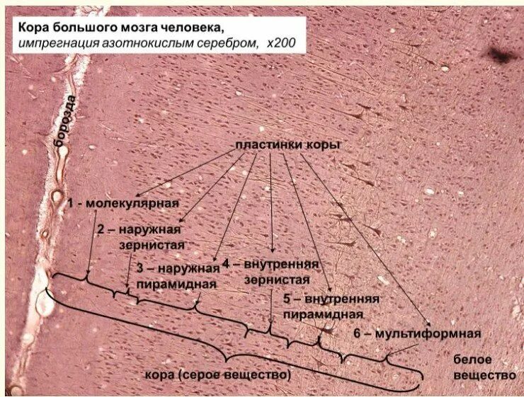 Гистология головного мозга. Слои коры больших полушарий гистология препарат.