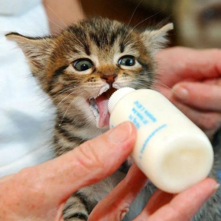 У кошки нет молока чем кормить котят. Котенок пьет молоко. котенок пьет молочко. молоко для котят. для вскармливания котят.