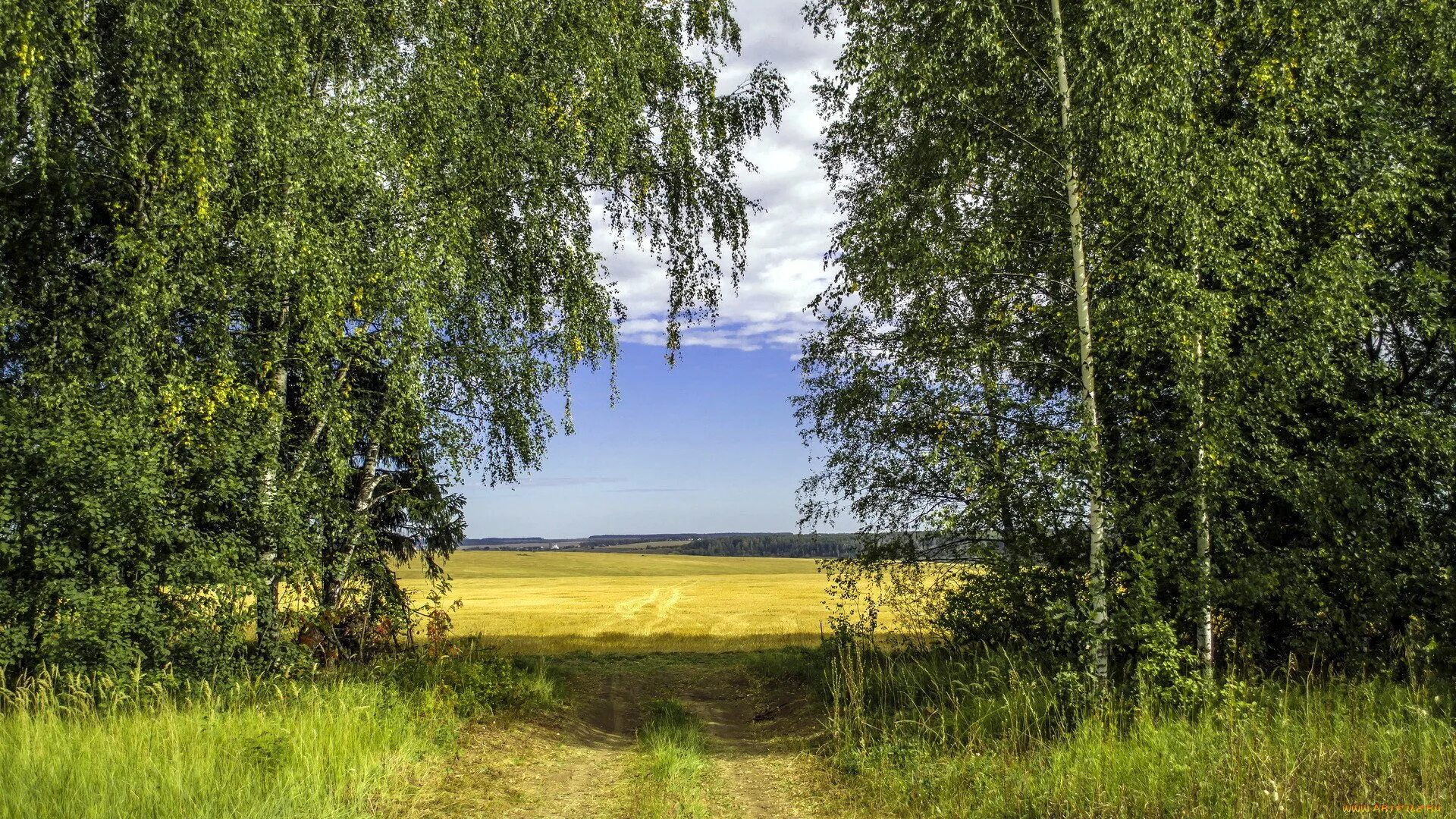 Хорошо и привольно летом в лесу. Российские просторы березы Есенин. Курская область природа. Пушгоры береза. Деревня береза поле Россия.