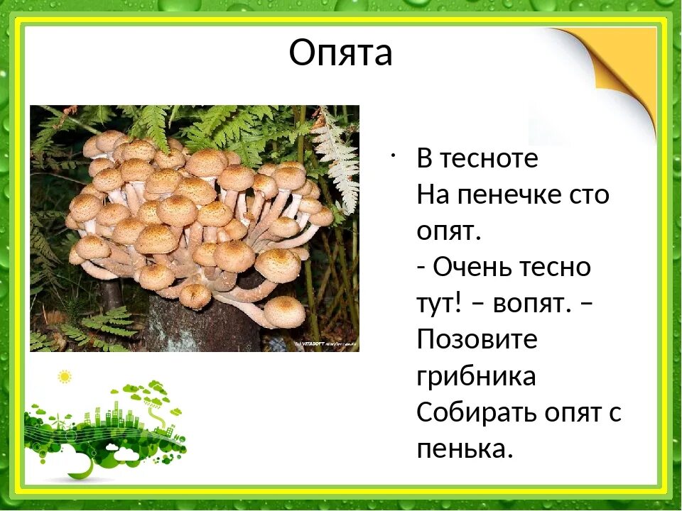 Отличить опенок