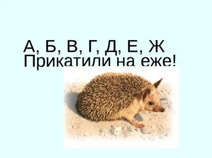 Следуй за ежом