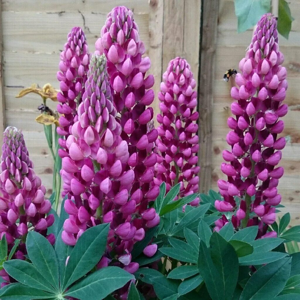 Pin on Flowers,Beautiful/FlowerTrees in 2025 Lupine flowers, Flower garden, Flow