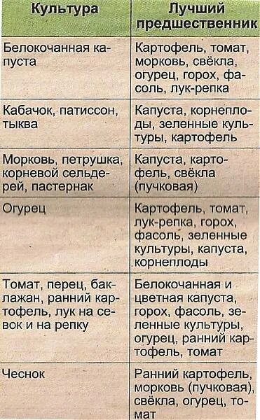 Чеснок после каких культур можно