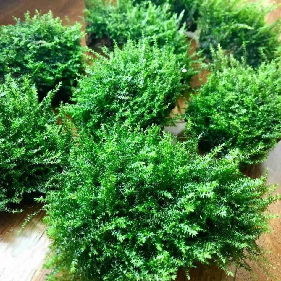 Bubble). Bubble). Мох бабл аквариумное растение. Мох бабл содержание в аквариуме. Баблс с мхом.