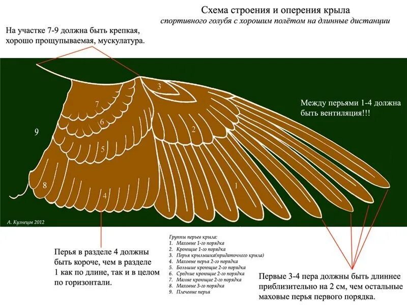 Как называется оперения птицы. Строение крыла голубя. Строение крыла птицы анатомия. Анатомическое строение крыла голубя. Строение крыла маховые перья.