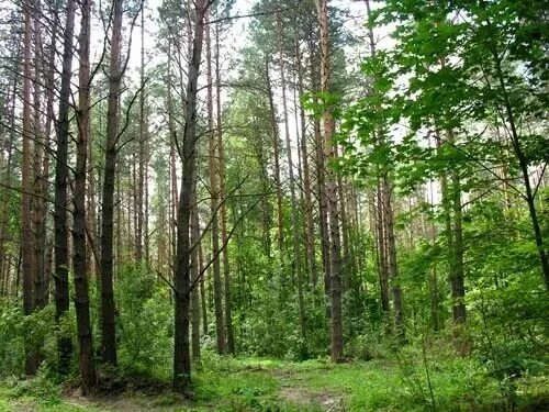 Лесное фото саранск. Леса саранска. Лесное озеро саранск светотехстрой. Лесное озеро саранск светотехстрой. Хвойный лес мордовия.