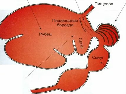 Желудок жвачных