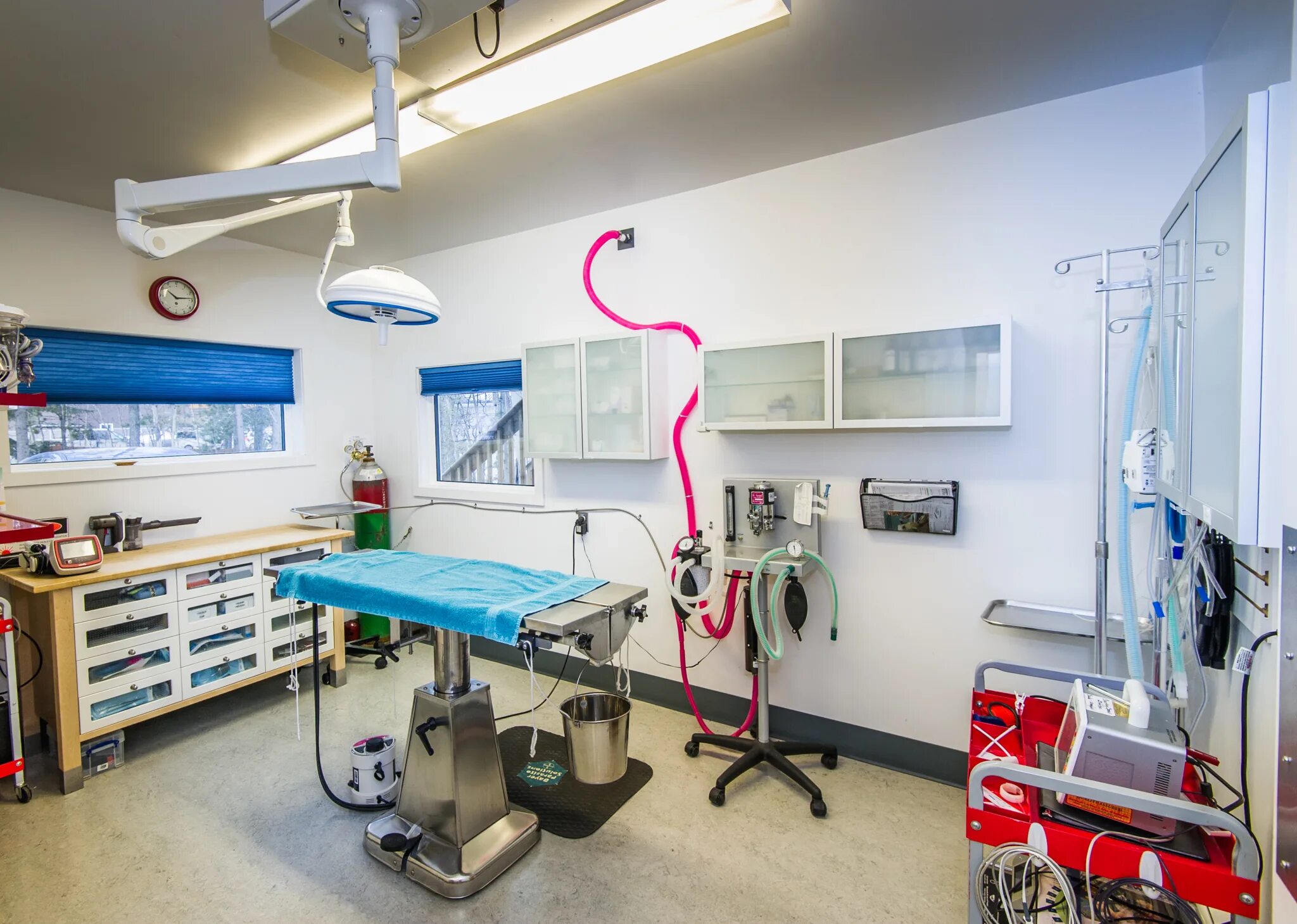 ветеринарные клиники спортивная