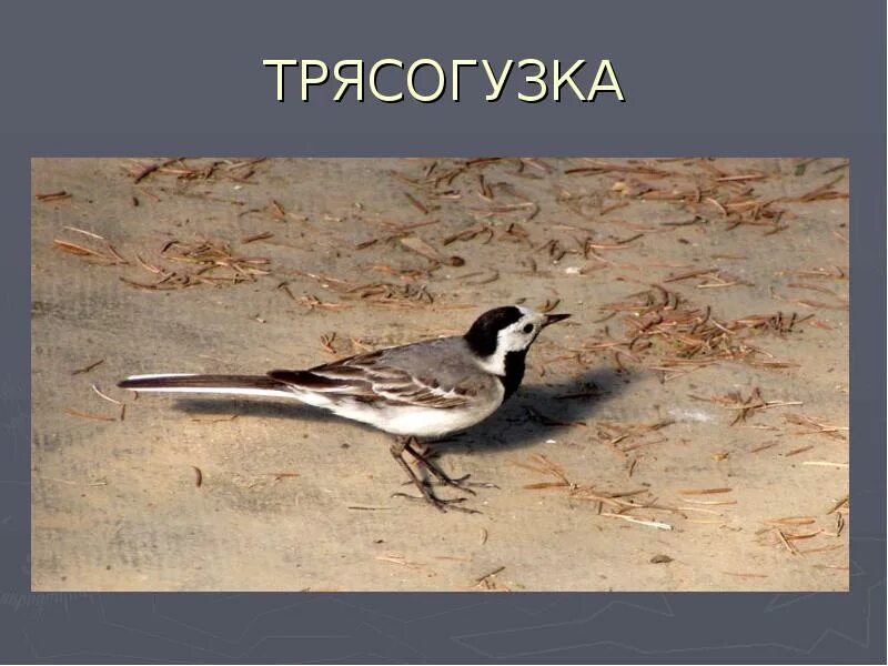 Трясогузки текст