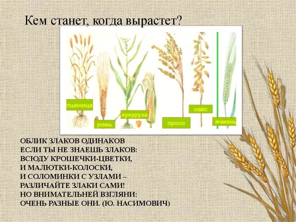 Костер безостый семейство. Узел кущения озимой пшеницы. Семейство злаковые корневая система. Урок 7 класс семейство злаки. Семейство злаки корневая система.