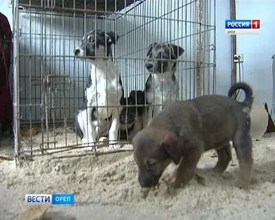 Приют орел