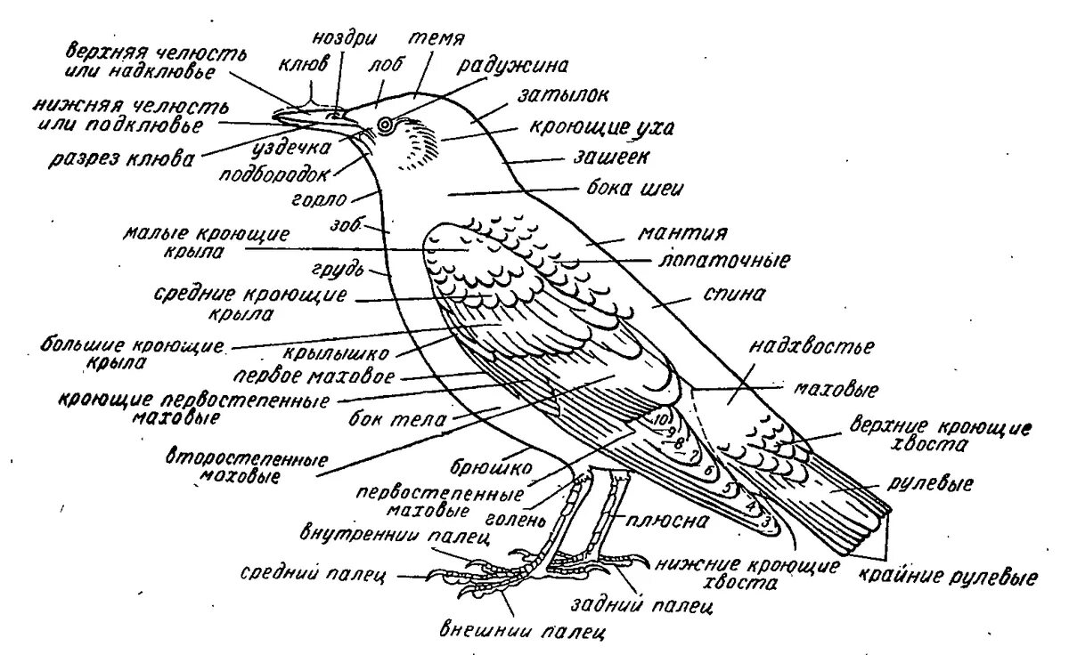 Внешнее строение птиц схема и описание. Части тела птицы схема биология 7 класс. Схема отдела тела птиц. Схема внешнего строения птицы.