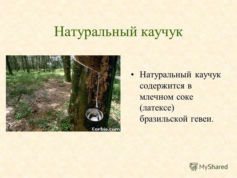 натуральный каучук получают из млечного сока