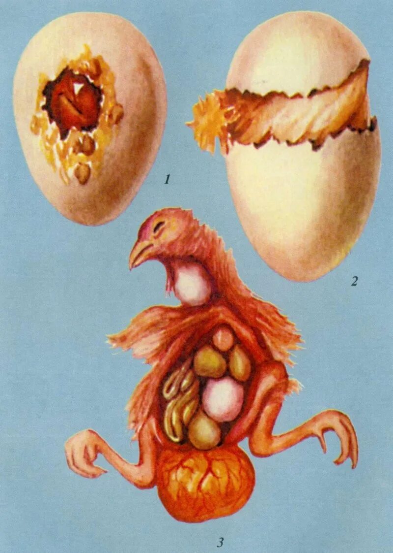 Как оплодотворяют яйца куры. Строение эмбриона птенца курицы. Строение яйцевода курицы. Процесс формирования яиц у кур.
