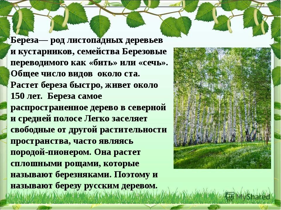 Какие березы растут в россии. Описание березы. Береза краткое описание. О берёзе кратко. Короткое описание березы.