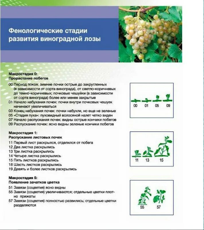 Можно кормящим виноград. Фенологические фазы винограда. Схема обработки и подкормки винограда. Стадии созревания винограда. Атвдии созревания винограда.