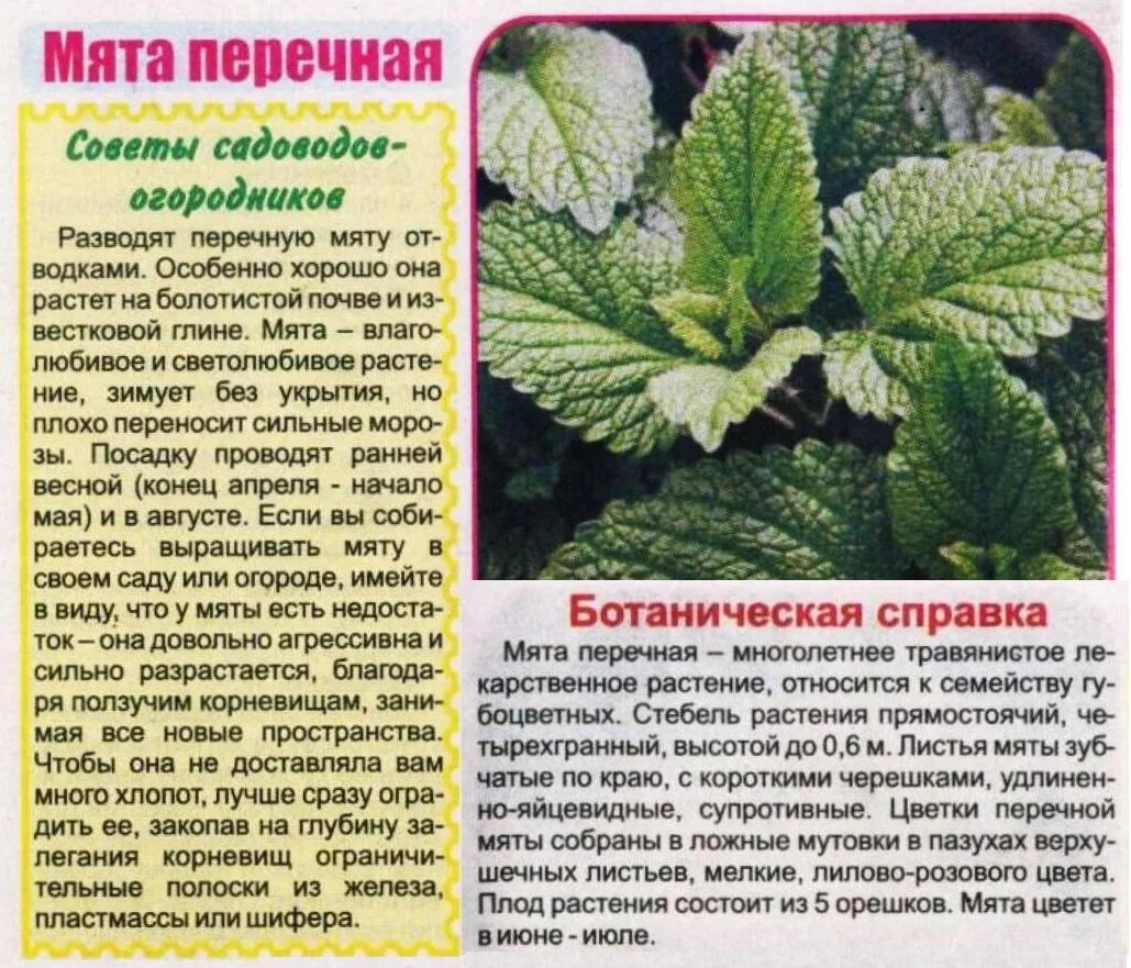 Почему нравится мята. Мята перечная растение. мята лекарственное растение. описание мяты перечной. описание растения мяты.