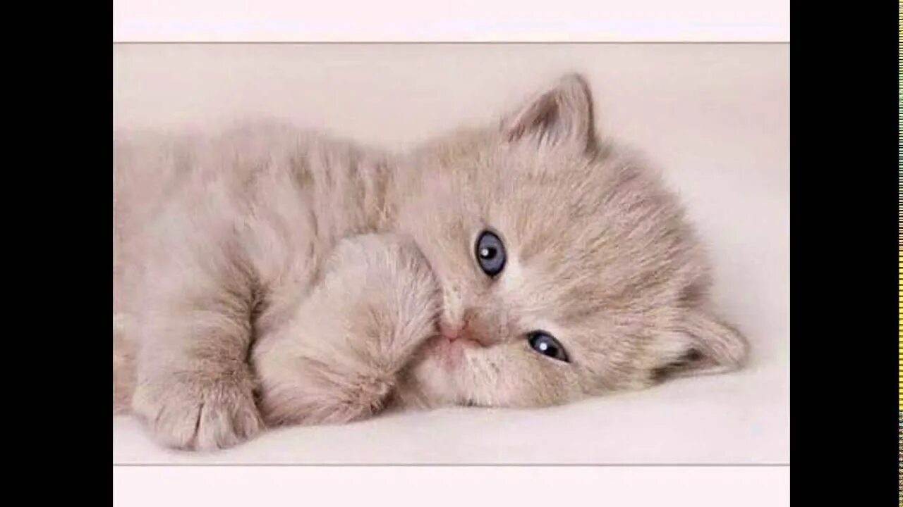 Доброе утро кошка Lockscreen, Cats, Lockscreen screenshot
