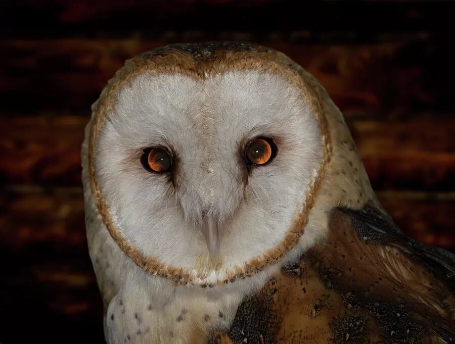 Как переводится сов. Обыкновенная сипуха. barn owl перевод. сова перевод. barn owl picking at prey.
