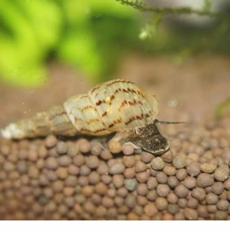 Улитка гранифера (melanoides granifera). Аквариумные улитки мелании. Улитки меланьи. Аквариумные улитки мелании. Улитки меланьи.