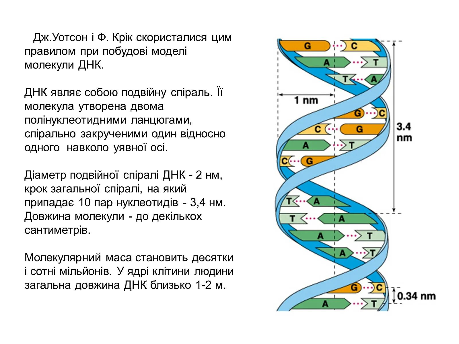 Выберите признаки молекулы днк