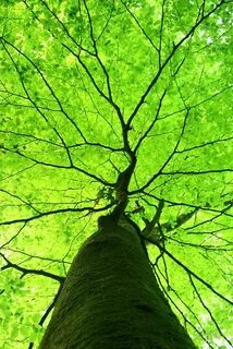 I like green trees