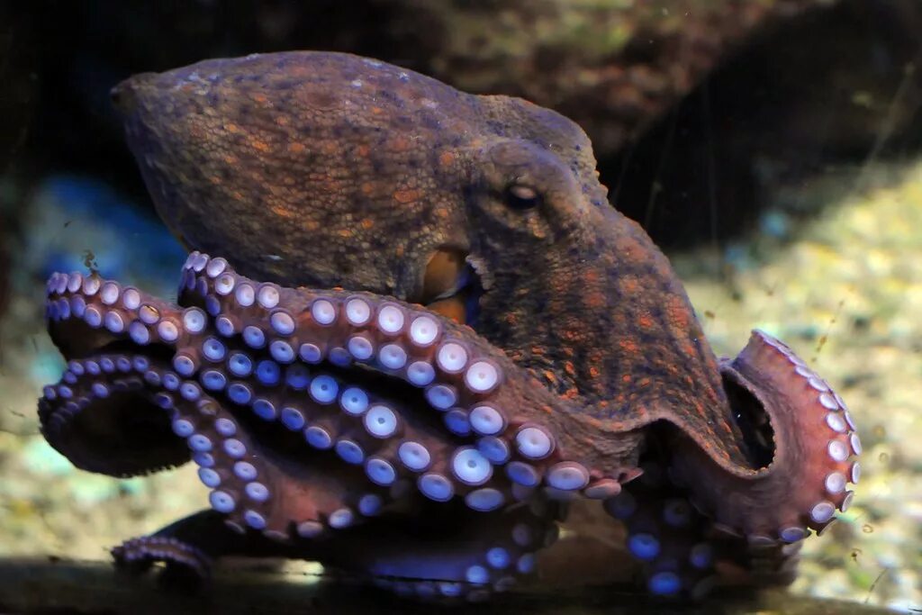 Осьминог животное или нет. Осьминог Octopus vulgaris. Октопус вульгарис. Кокосовый осьминог ареал.