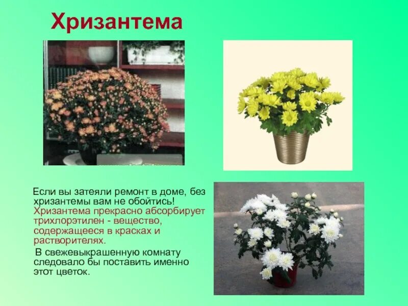 Сообщение о домашнем растении 2 класс
