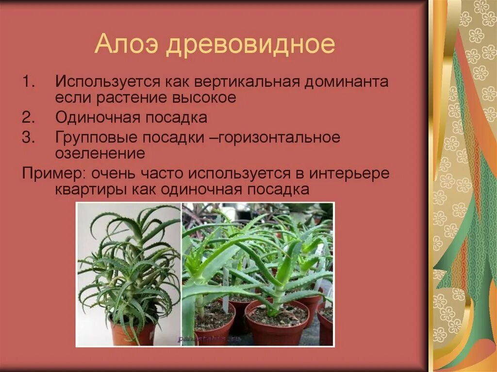 Алоэ древовидное столетник. Алоэ столетник древовидное Бабушкино. Алоэ древовидное высокое. Алоэ древовидное в природе.