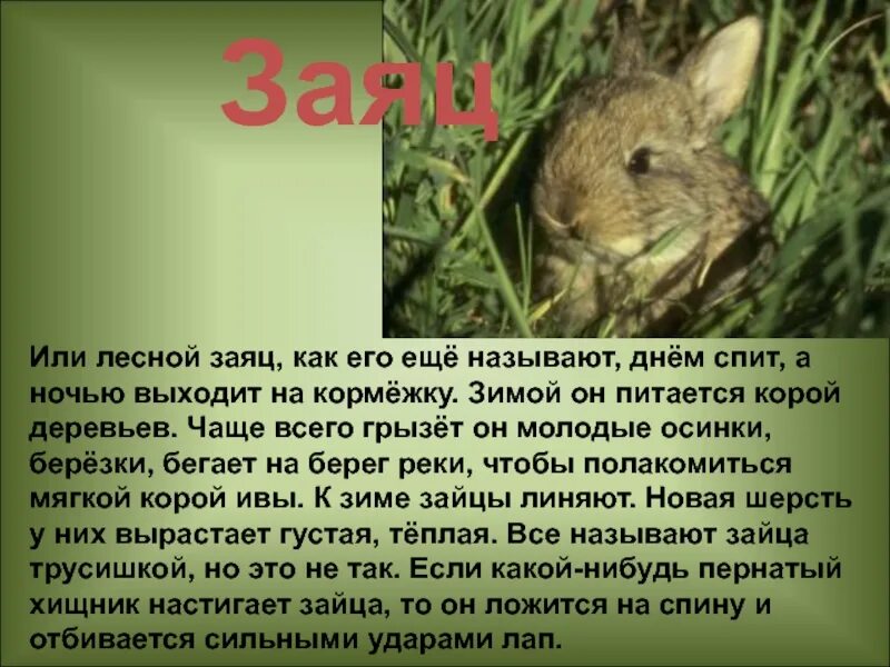 Сообщение о животном 2 класс окружающий мир