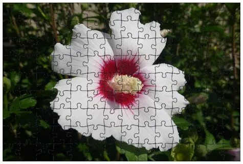 Big flower