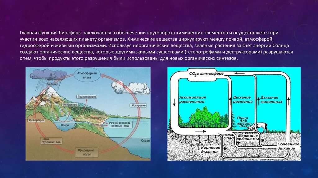 Функции биосферы. Главная функция биосферы. Биохимическая функция биосферы. Транспортная функция биосферы. Круговорот веществ в биосфере обеспечивается