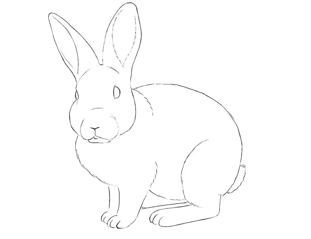 Нарисовать кролика карандашом. Кролик рисунок карандашом. Рисунок кролика карандашом для срисовки. Рисунок зайца карандашом для срисовки. Рисунок кролика для срисовки.