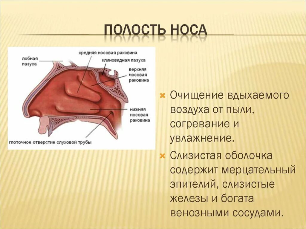 Очищение увлажнение и согревание вдыхаемого воздуха. Эпителий носовой полости. Носовая полость выстлана.