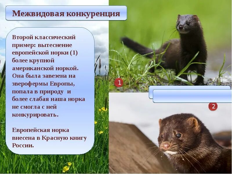 Американская и европейская норка. Норка европейская и норка американская. Европейская норка. Американская норка. Европейская норка.