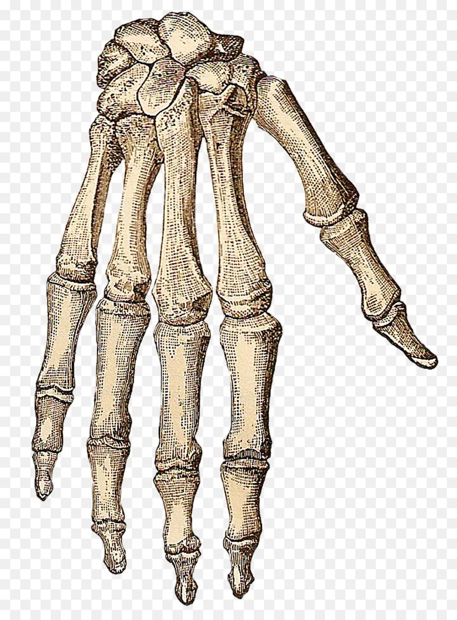 Скелет руки. Скелет руки человека. Кость руки. Скелет человеческой руки. Скелет запястья человека
