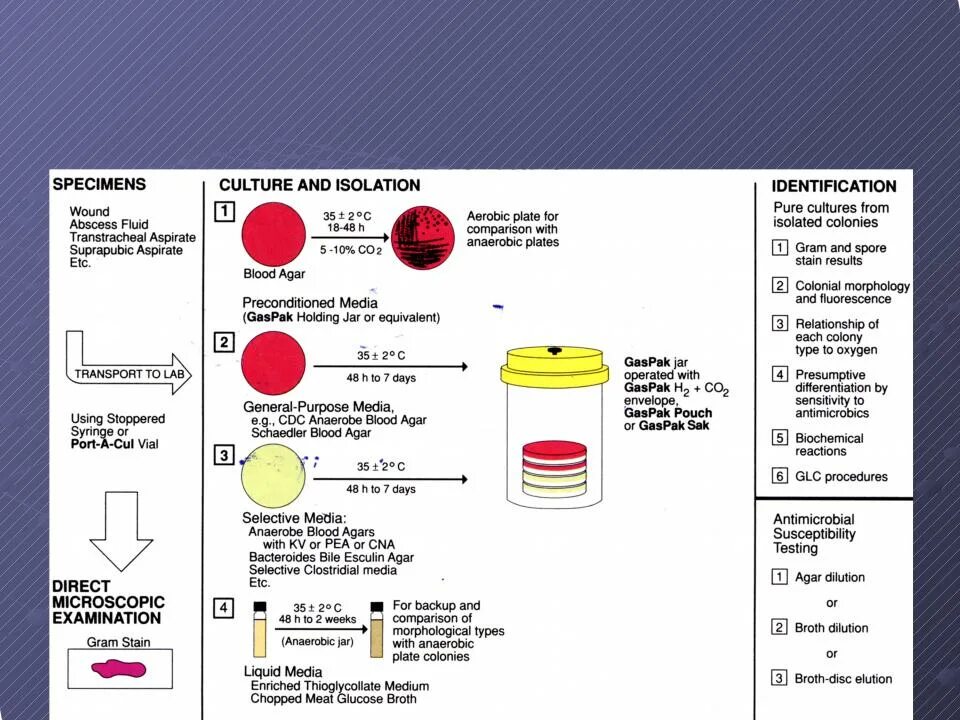 Лабораторная диагностика туберкулеза микробиология. Бактериологический метод диагностики туберкулеза микробиология. Лабораторная диагностика туберкулеза бактериологический метод. Методы лабораторной диагностики анаэробной инфекции. 2 этап бактериологического метода
